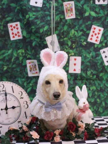 20250419シオンくん